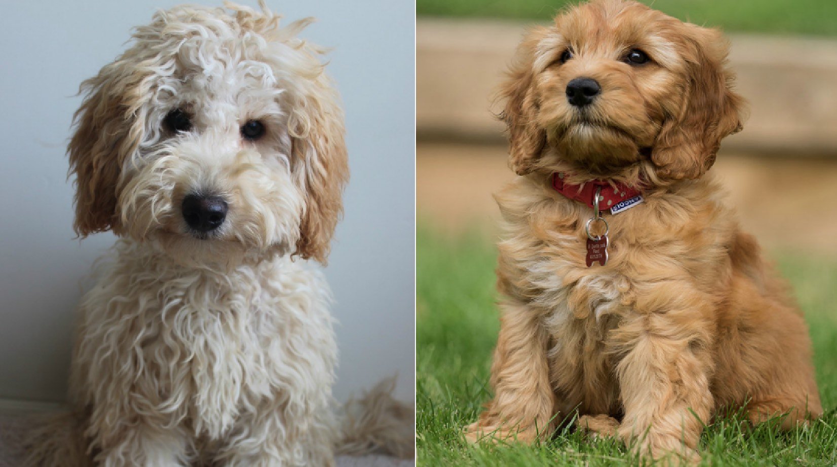 labradoodle and golden retriever