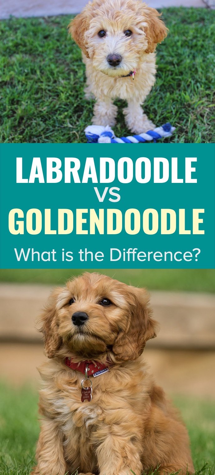 Labradoodle vs Goldendoodle – What is the Difference?