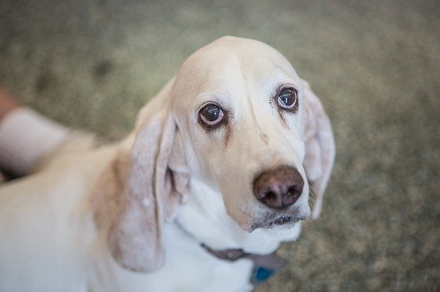 Basset Hound