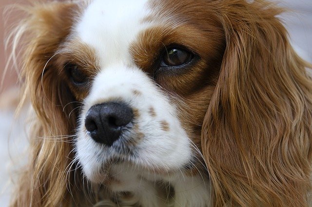 Cavalier King Charles Spaniel