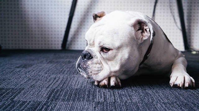 Bulldog