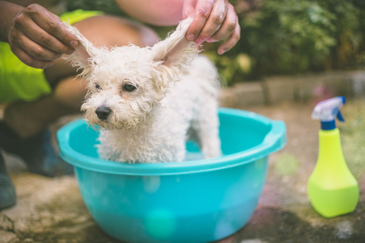 at home remedies for mange
