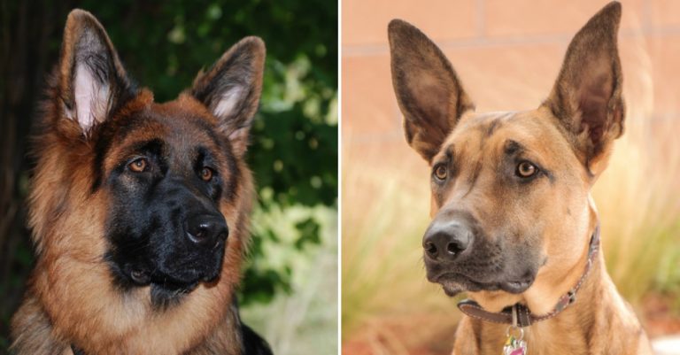 Belgian Malinois vs German Shepherd