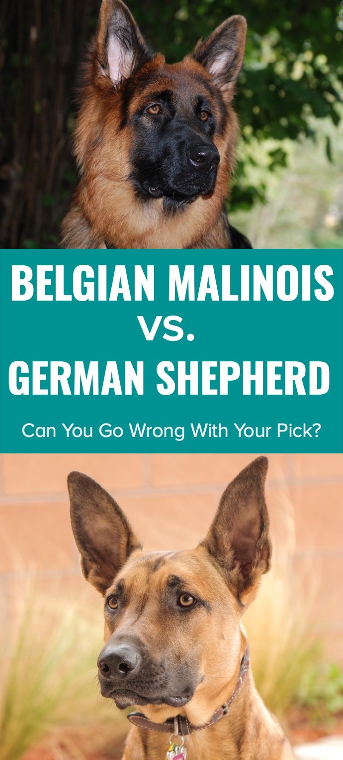 Belgian Malinois vs German Shepherd