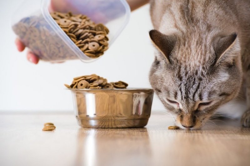 best dry cat food 2019