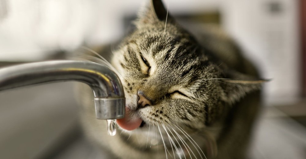 Crystals in cat urine