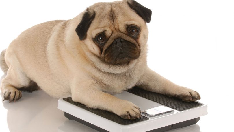 dog lose weight