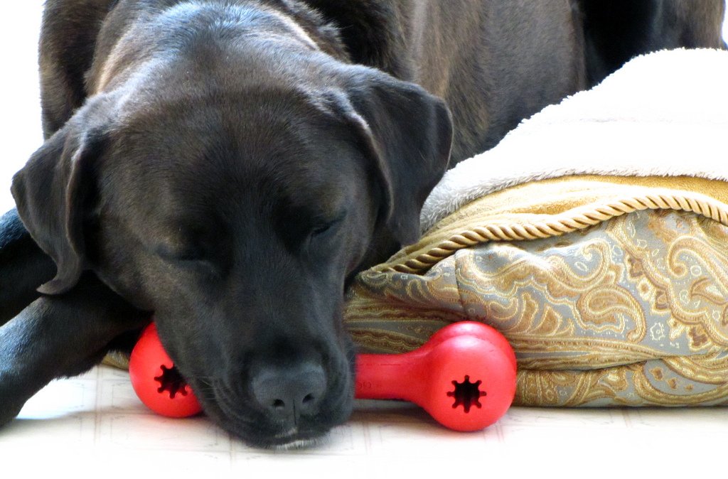 Dog with toys