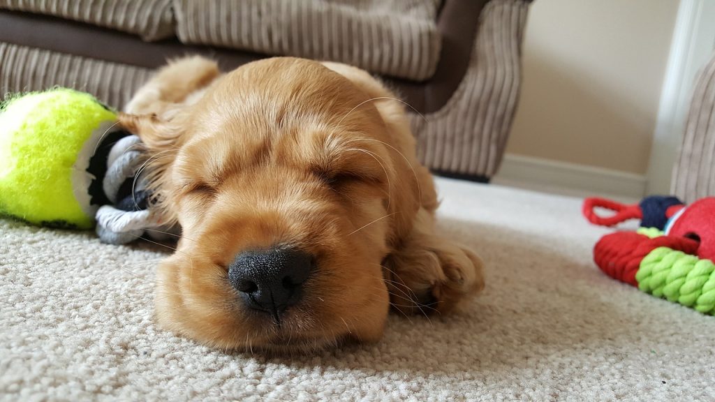 dog sleep
