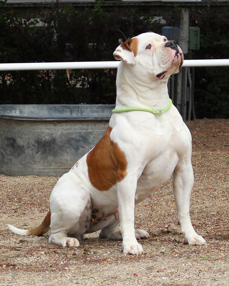 American Bulldog