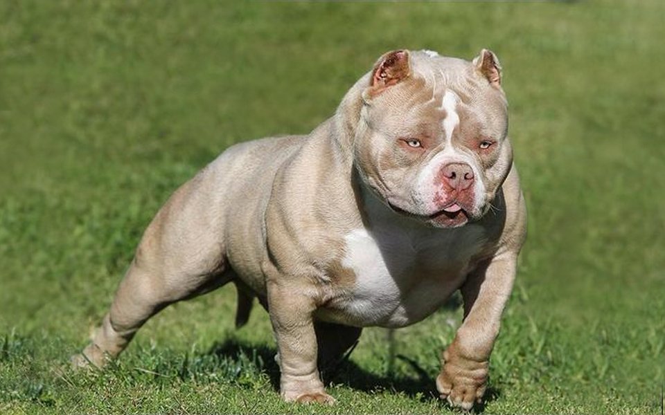 American Bully