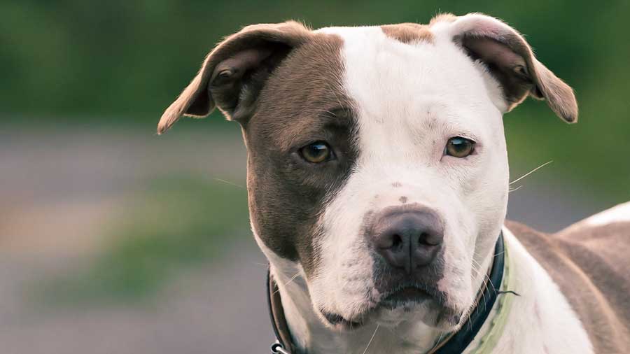 American Pitbull Terrier