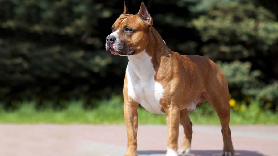 American Staffordshire terrier