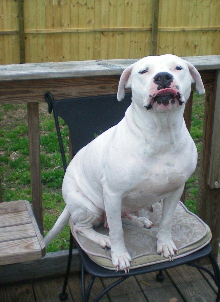 Types Of Pitbulls Learn The Different Breeds And Characteristics