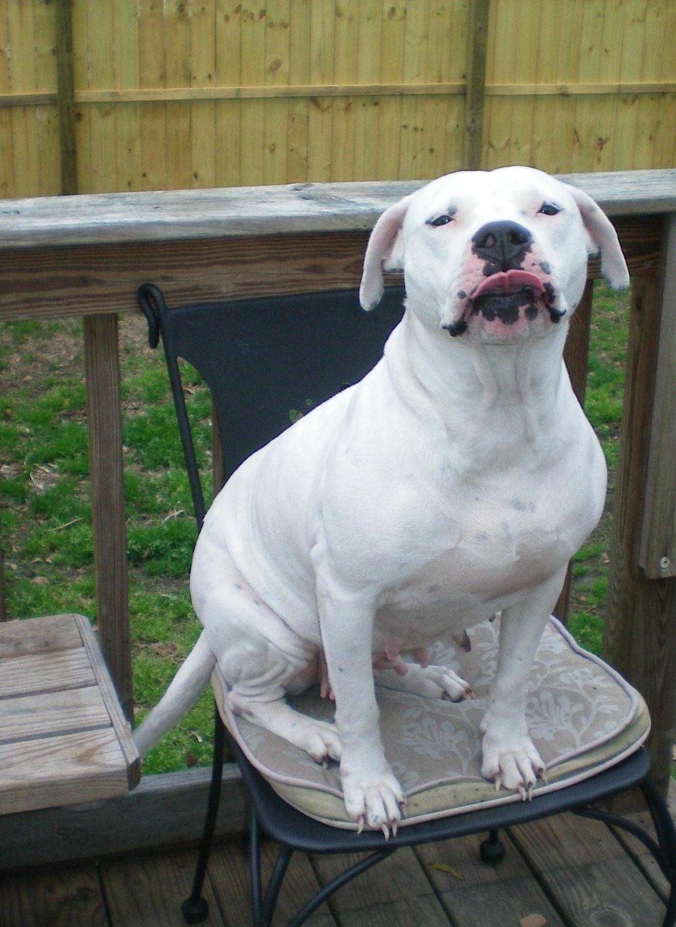 Blue and White Pitbull