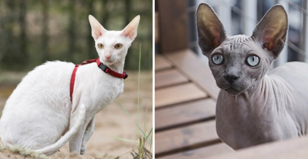 Hypoallergenic Cats