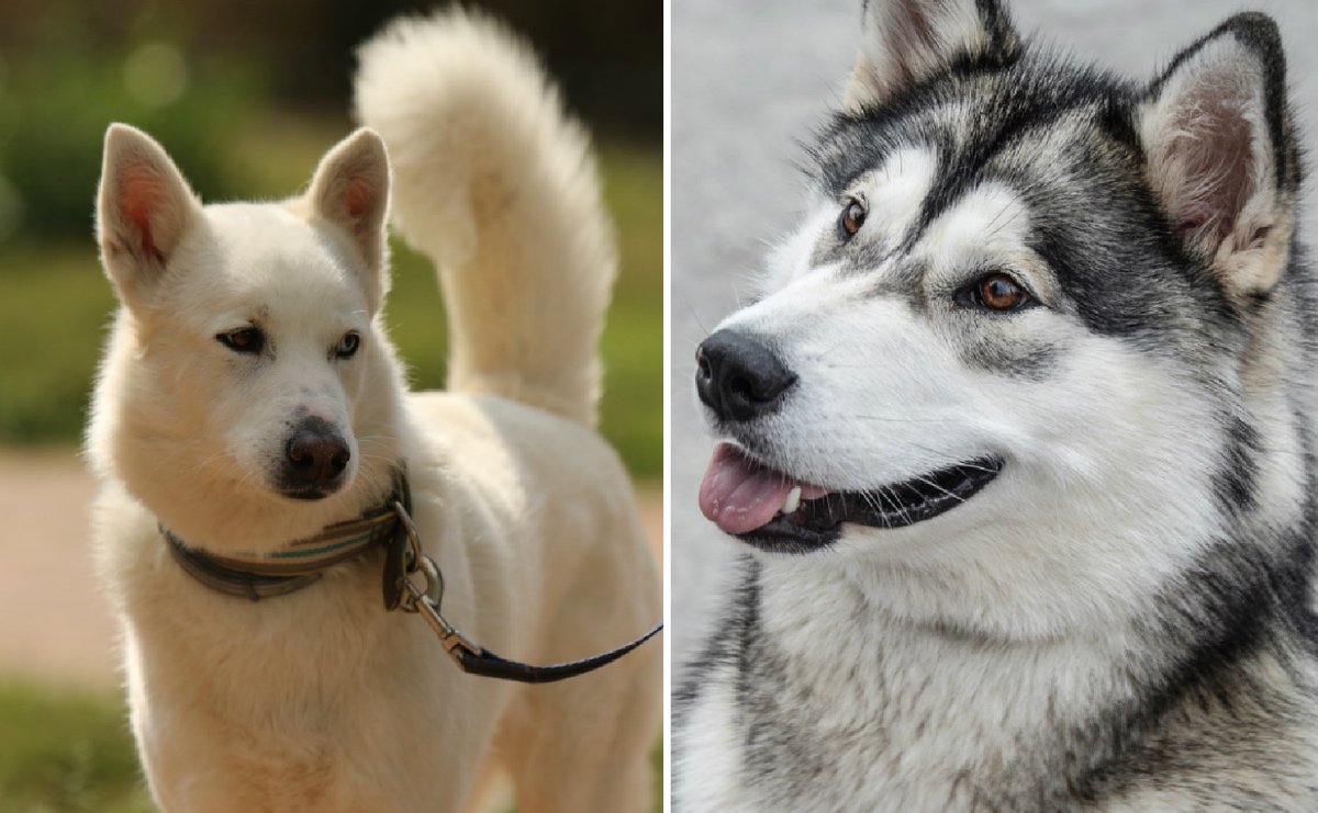 Droll Alaskan Malamute Difference Between Siberian Husky