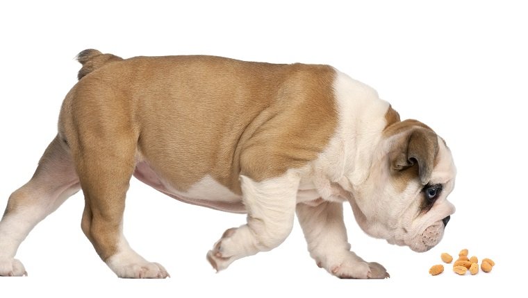 Dog with peanuts