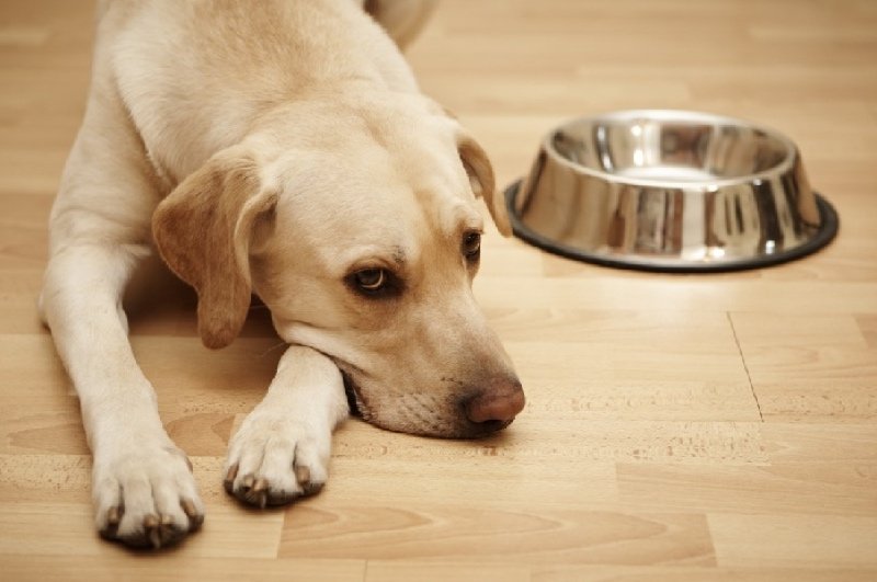 dog without food