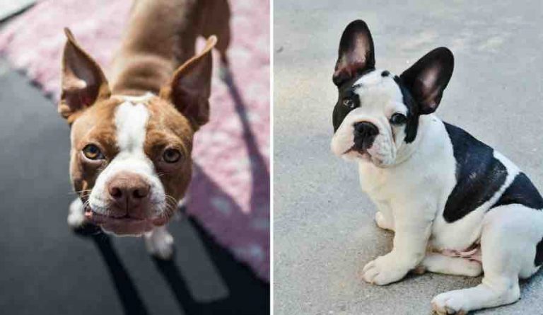 Boston Terrier vs French Bulldog