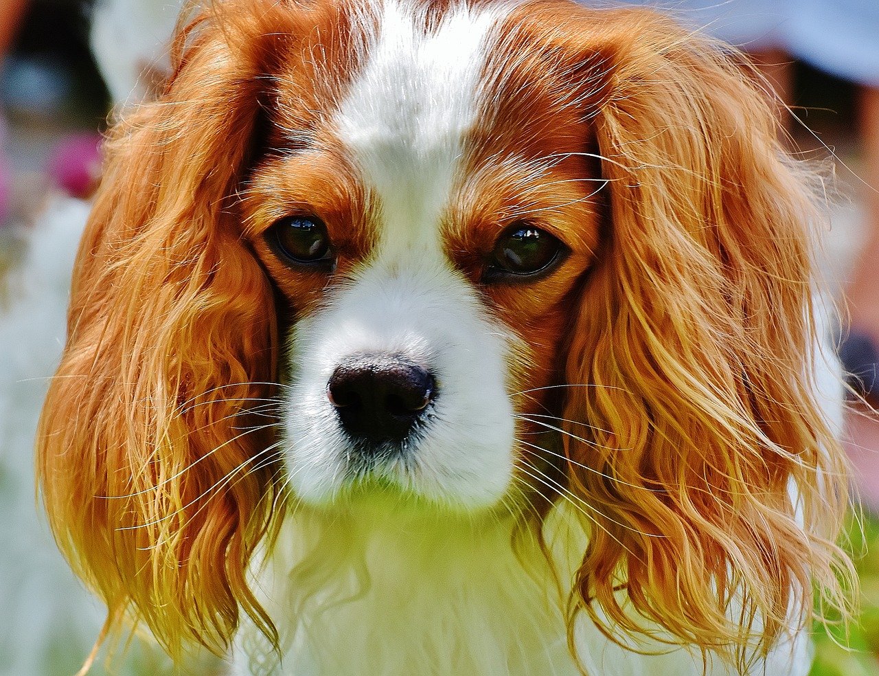 Cavalier King Charles Spaniel