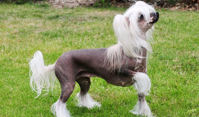 Chinese Crested