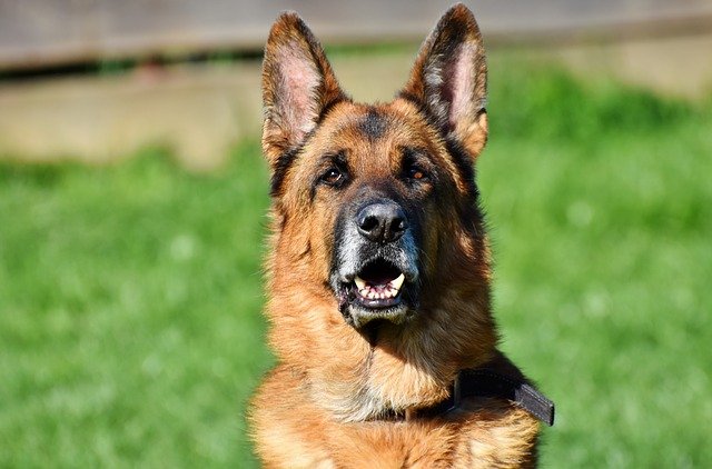 German shepherd