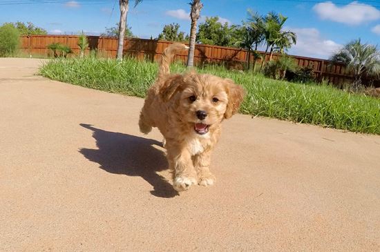 Mini Goldendoodle 1