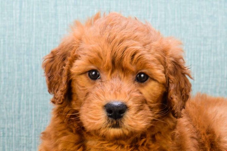 Mini Goldendoodle