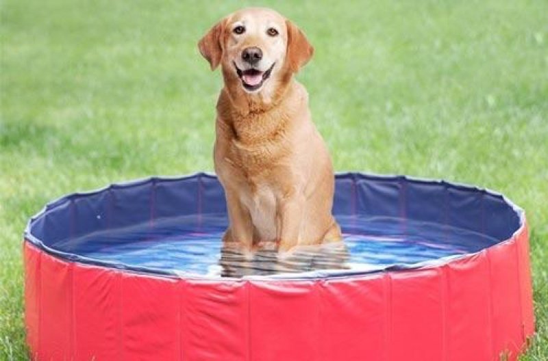 Best dog pools