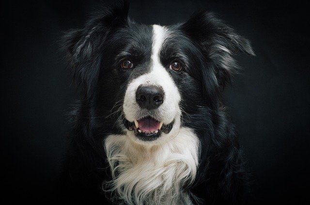 border collie