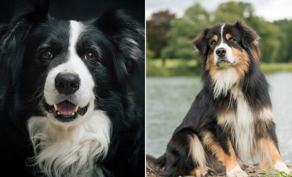 australian shepherd compared to border collie