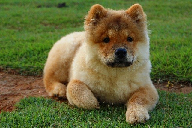 chow chow