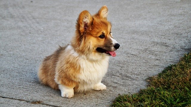 Welsh Corgi