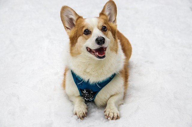 Corgi