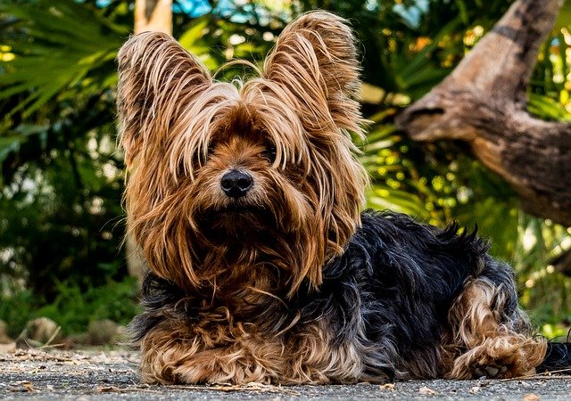 Yorkshire terrier