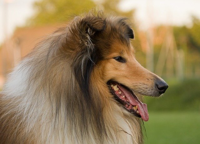 Rough Collie