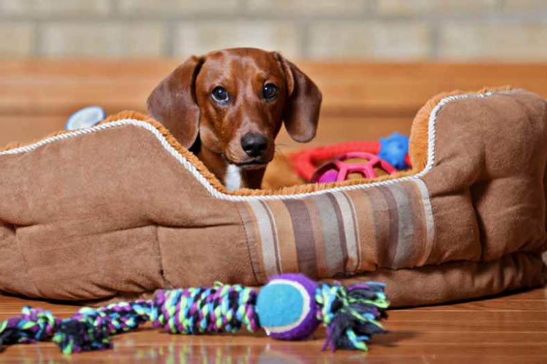 dog on heated bed
