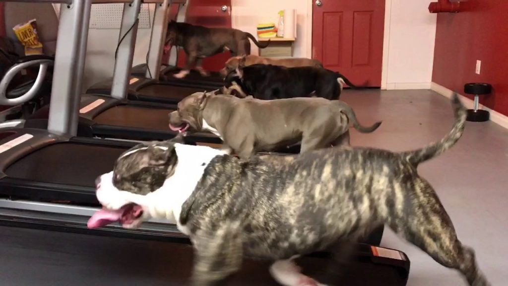 Dog on treadmills