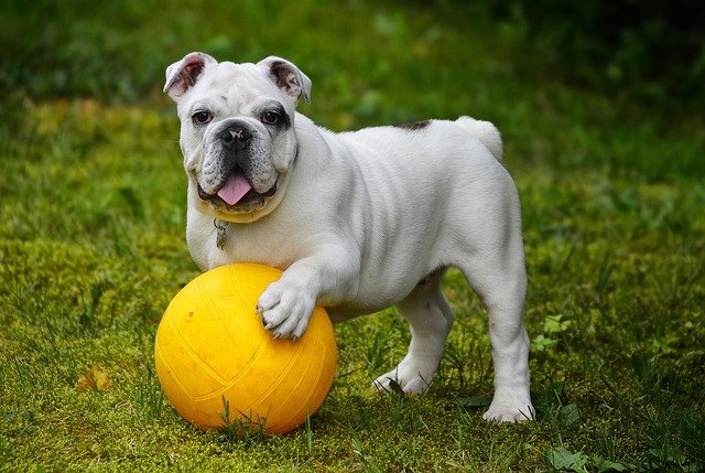 english bulldog