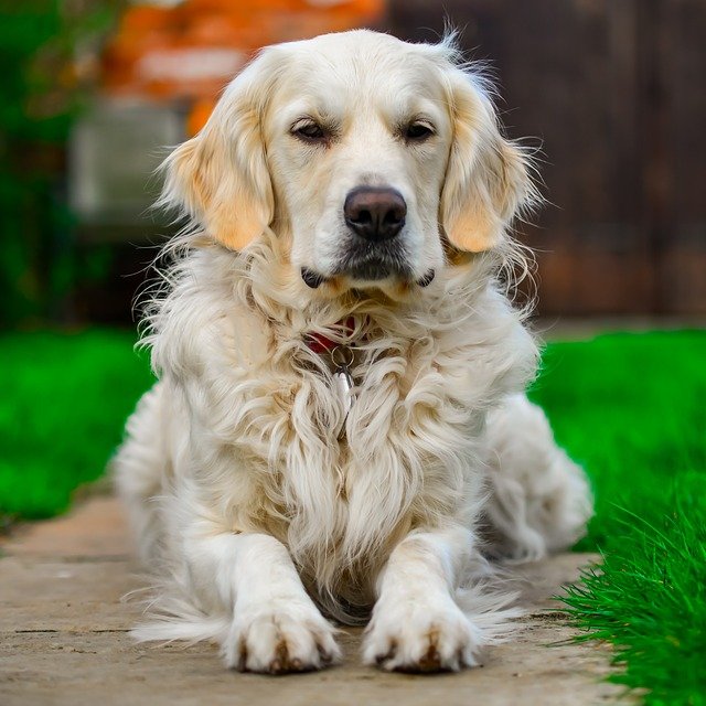 Golden Retriever