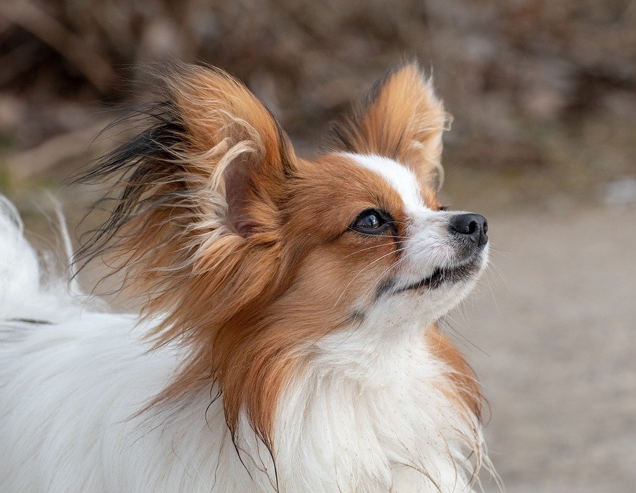 papillon dog