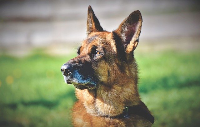 german shepherd