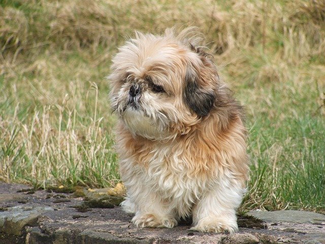 Shih Tzu