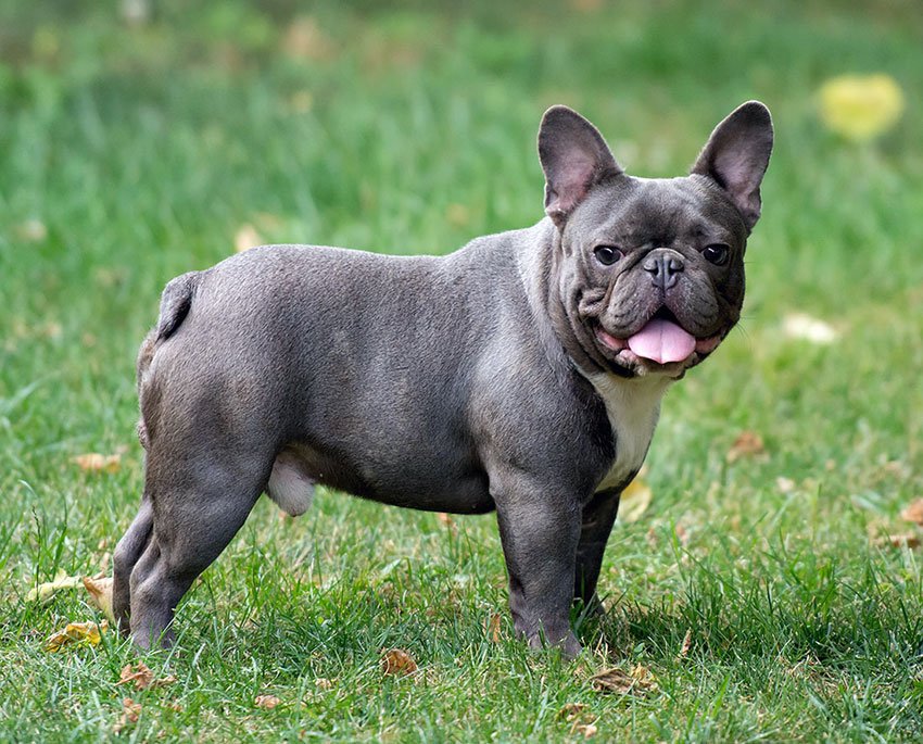 french bulldog blue line