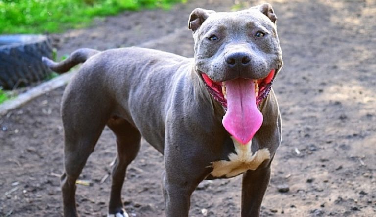 Blue nose pitbull