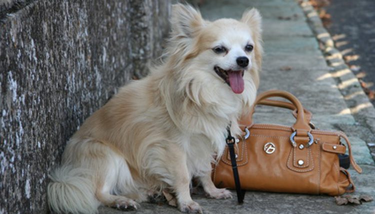 long coated chihuahua