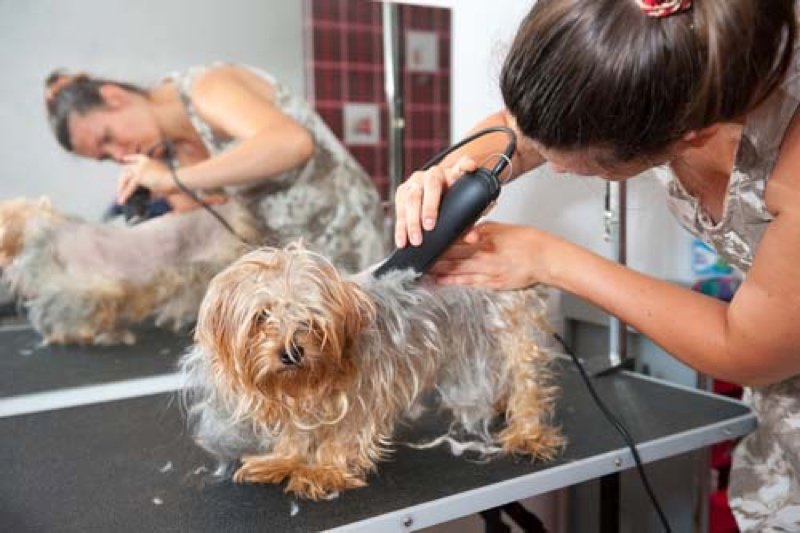 dog and woman with hair clippers