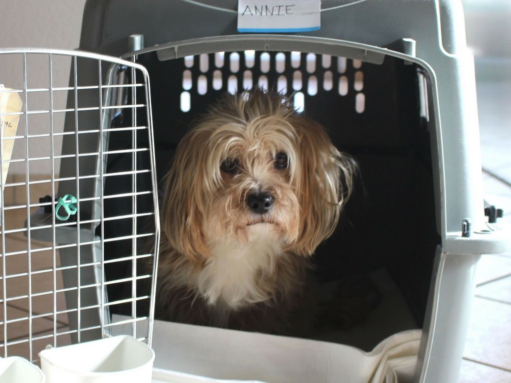 dog in crate