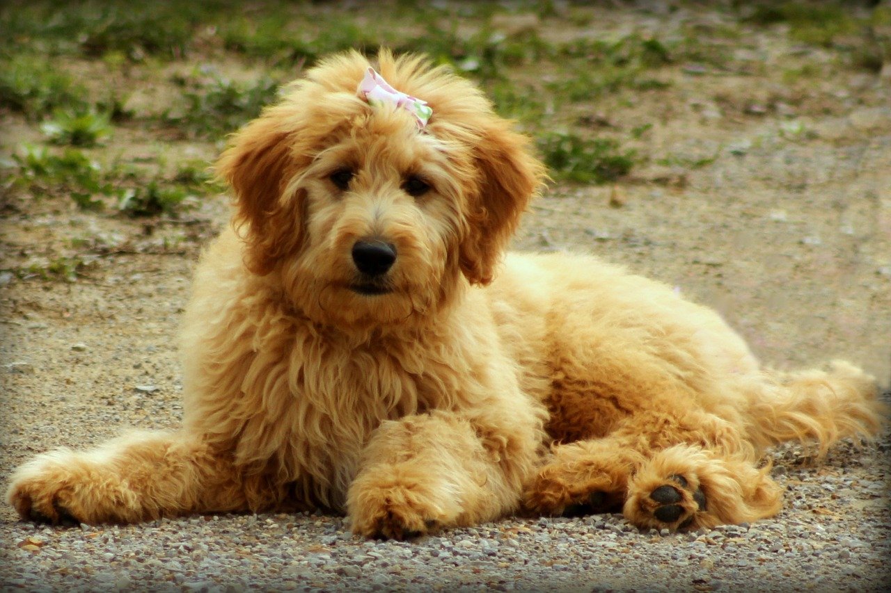 Dogpedia Top 10 Goldendoodle Facts To Fall In Love With